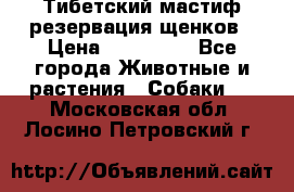 Тибетский мастиф резервация щенков › Цена ­ 100 000 - Все города Животные и растения » Собаки   . Московская обл.,Лосино-Петровский г.